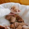 What you need to know about the mini golden retriever