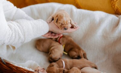 What you need to know about the mini golden retriever